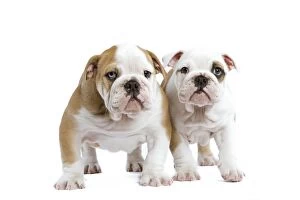 Images Dated 24th June 2000: English Bulldogs - in studio