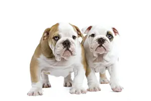 English Bulldogs - in studio