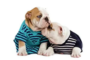 English Bulldogs - in studio wearing stripey tops / t-shirts