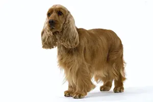 English cocker spaniel