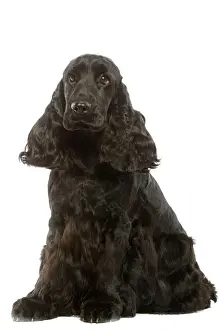 Spaniels Prints: English Cocker Spaniel - 20 months