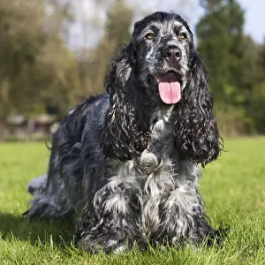 English Cocker Spaniel