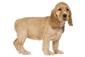Images Dated 25th March 2011: English Cocker Spaniel Dog - puppy