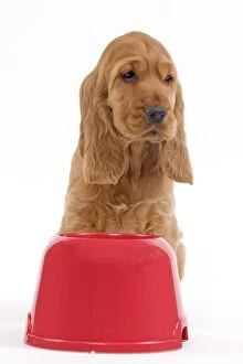 Bowl Gallery: English Cocker Spaniel Dog - puppy with dog bowl