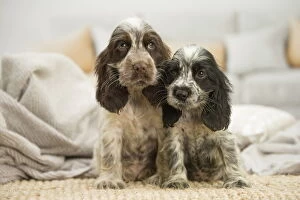 New Images March 2018 Gallery: English Cocker Spaniel puppies indoors