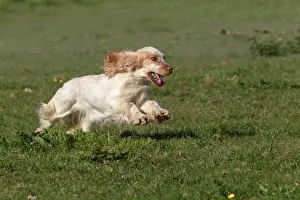Racing Prints: English Cocker Spaniel - running