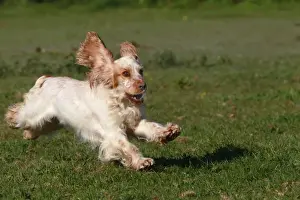 English Cocker Spaniel - running