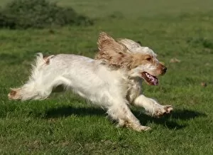 Images Dated 21st April 2011: English Cocker Spaniel - running