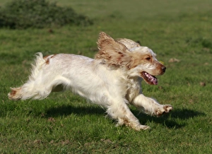 Images Dated 21st April 2011: English Cocker Spaniel - running