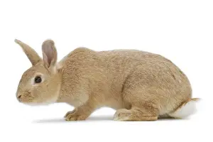 English Domestic Rabbit - argente anglais