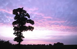 Deciduous Gallery: ENGLISH ELM - silhouette at sunset