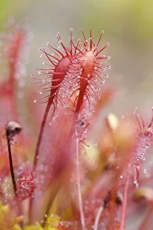 Images Dated 10th August 2011: English / Great Sundew - leaves covered in viscous