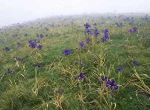 Images Dated 1st February 2007: English Iris in the Pyrenees