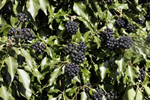 Images Dated 16th February 2007: English Ivy - fruit