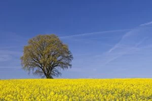 Economy Gallery: English Oak in flowering rape field Mecklenburg