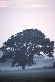 ENGLISH OAK - In mist