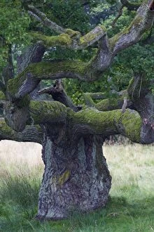 Images Dated 19th September 2015: English Oak / Pendulate Oak old tree