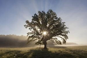 Beams Gallery: English Oak / Pendulate Oak old tree in morning mist
