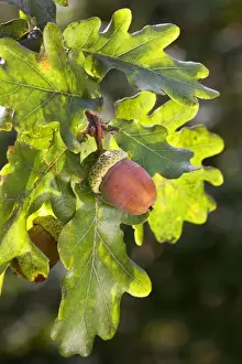 Acorns Prints: English Oak or Pendunculate Oak acorns
