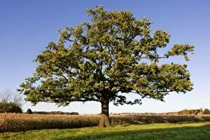 Images Dated 26th October 2011: English Oak Tree