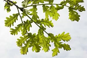 Images Dated 17th April 2008: English / Pedunculate Oak - leaves