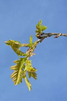 English / Pedunculate Oak - leaves