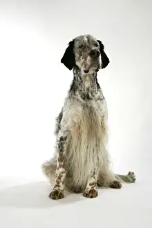 English Setter