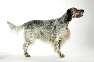 English Setter