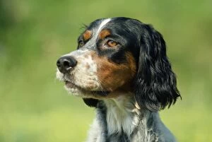 Images Dated 24th February 2009: English Setter Dog
