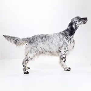 English Setter Dog