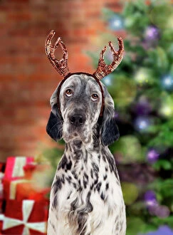 Xmas Gallery: English Setter Dog - wearing antlers in Christmas scene