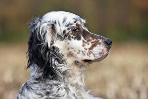 Images Dated 18th February 2009: English Setter on field