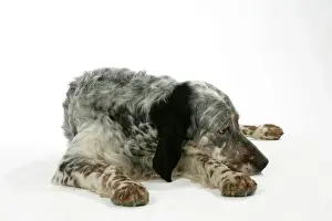 Setters Prints: English Setter - lying down