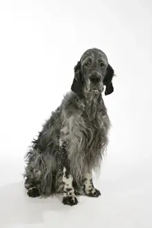 English Setters Prints: English Setter - sitting