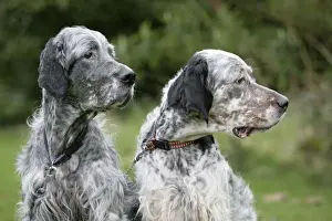English Setters sitting in garden