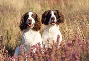 Images Dated 26th February 2009: English Springer Spaniel Dog