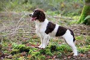 Spaniels Prints: English Springer Spaniel Dog