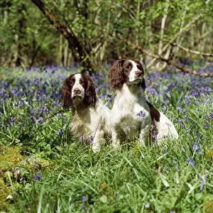 English Springer Spaniel Dog - in bluebells