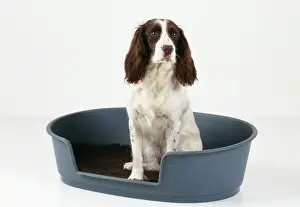 Nervous Prints: English Springer Spaniel Dog Sitting in bed