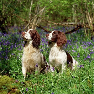Images Dated 7th July 2009: English Springer Spaniel Dogs - in bluebell woodland