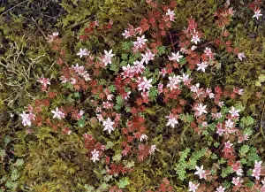 Stonecrop Prints: English Stonecrop