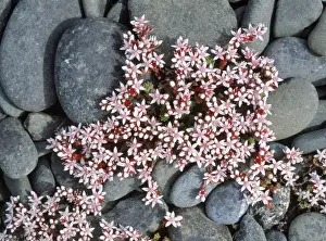 Pebbles Prints: English Stonecrop - among lichen covered pebbles