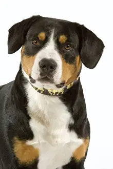 Entelbuch Mountain Dog. Also know as Entelbucher (french - Bouvier de l'entlebuch)