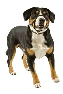 Entelbuch Mountain Dog. Also know as Entelbucher (french - Bouvier de l'entlebuch)