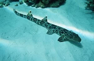 Papua New Guinea Collection: Epaulette Shark - Common in tropical indo Pacific. Usually found laying on bottom, in caves