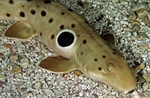 Images Dated 16th November 2008: Epaulette Shark - tropical marine, Western Pacific, New Guinea and northern Australia