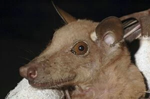 Images Dated 5th February 2005: Epauletted fruit bat - Close up of face, The Gambia, Africa