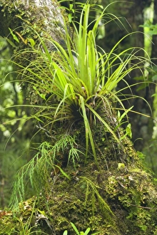 Images Dated 12th March 2008: Epiphytes - grass-like epiphyte and different kinds of fern growing on a moss-covered tree branch