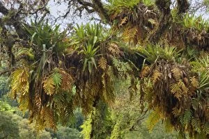 Bromeliads Gallery: Epiphytes on a tree - a mixture of epiphytic fern