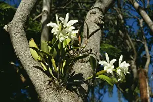 Orchids Prints: Epiphytic Arboreal Orchid in fork of tree